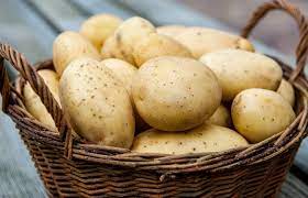 Україна вперше запроваджує національний стандарт якості картоплі – УкрНДНЦ