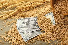 The catastrophe at the Kakhovka HPP causes a surge in wheat prices