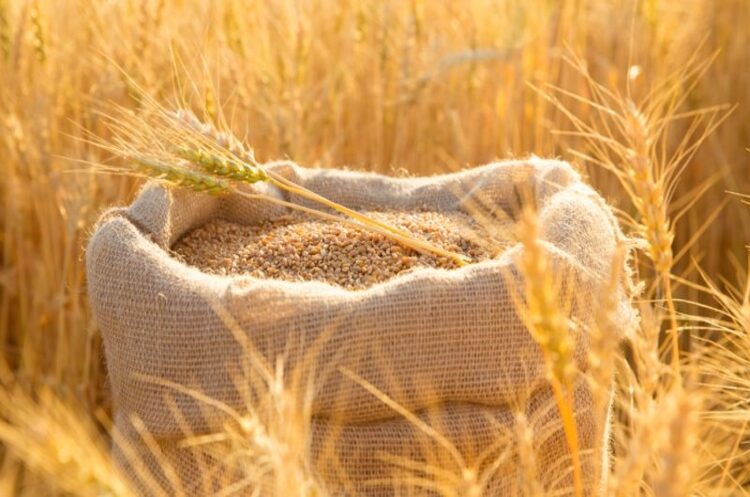 Румунія виступає за продовження заборони на імпорт української агропродукції до кінця року Румунія виступає за продовження заборони на імпорт української агропродукції до кінця року