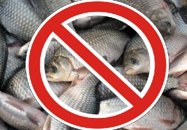 Ловити та продавати виловлену рибу не можна в п'яти областях – голова Дніпропетровської ОДА Ловити та продавати виловлену рибу не можна в п'яти областях – голова Дніпропетровської ОДА