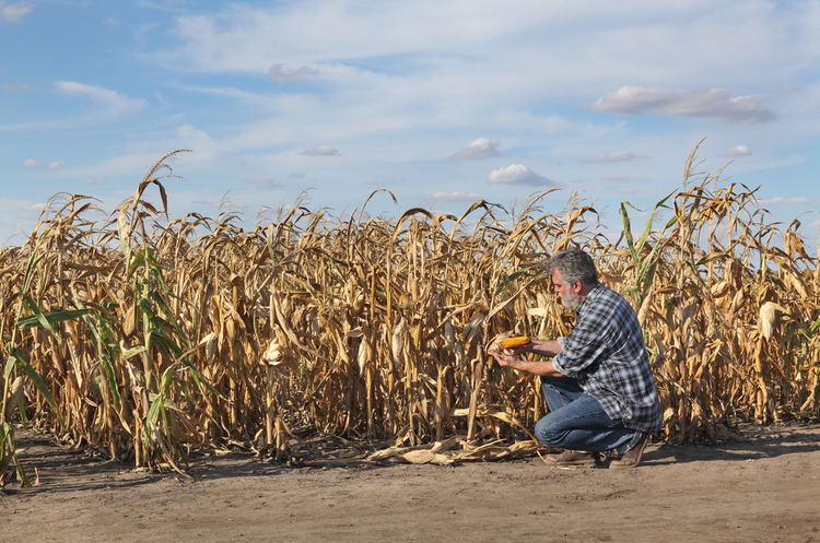Weather threatens global food security: What should Ukraine do? Weather threatens global food security: What should Ukraine do?