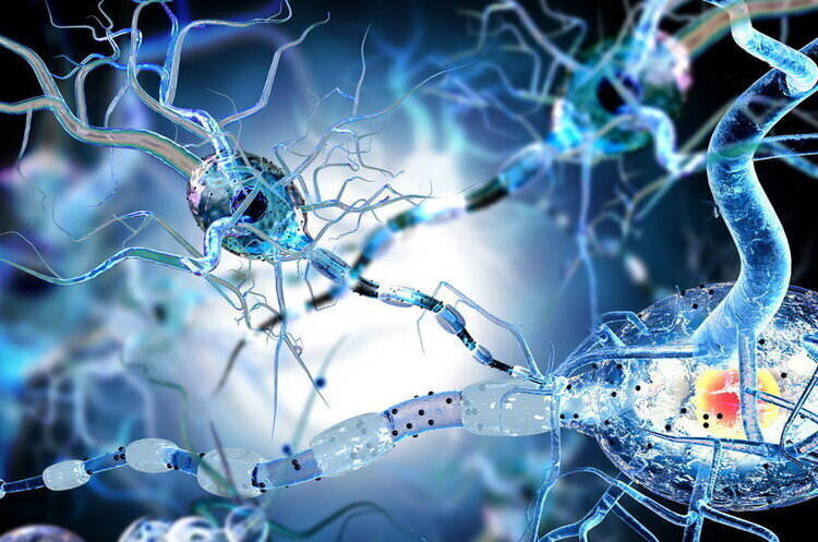 Bayer announces successful first phase trial of cell therapy for Parkinson's disease Bayer announces successful first phase trial of cell therapy for Parkinson's disease