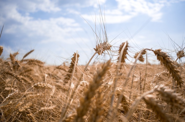 Світові зернотрейдери Cargill, Viterra та Louis Dreyfus відмовились від експорту російського зерна – МінАПК країни-терориста Світові зернотрейдери Cargill, Viterra та Louis Dreyfus відмовились від експорту російського зерна – МінАПК країни-терориста