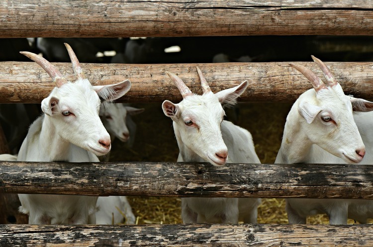 Ukraine is to export small cattle to Lebanon Ukraine is to export small cattle to Lebanon