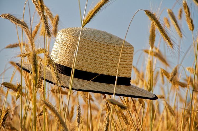 Ukrainian agrarians threshed the first million tonnes of grain – MinAgriculture Ukrainian agrarians threshed the first million tonnes of grain – MinAgriculture