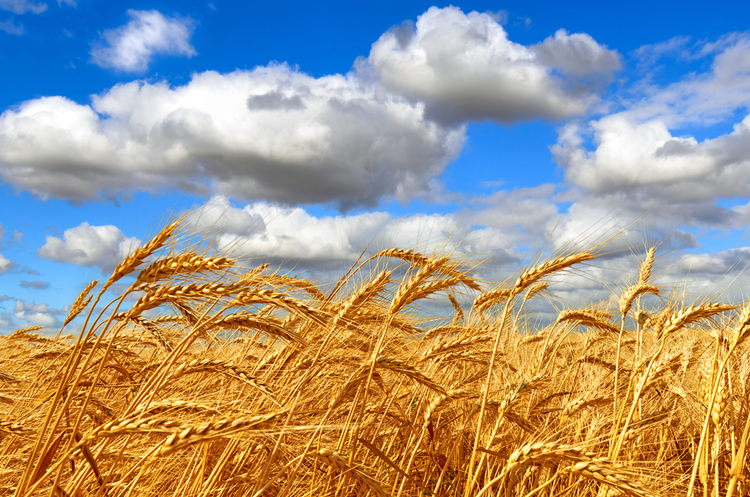 Рост прогнозов: урожай в Украине будет больше ожидаемого