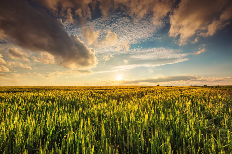 What the post-war development strategy of Ukraine's agro-industrial complex entails What the post-war development strategy of Ukraine's agro-industrial complex entails