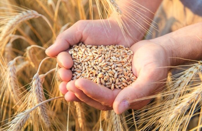 Washington, Kyiv, Ankara, and other neighbouring countries are considering alternative ways of transporting grain from Ukraine – WSJ Washington, Kyiv, Ankara, and other neighbouring countries are considering alternative ways of transporting grain from Ukraine – WSJ