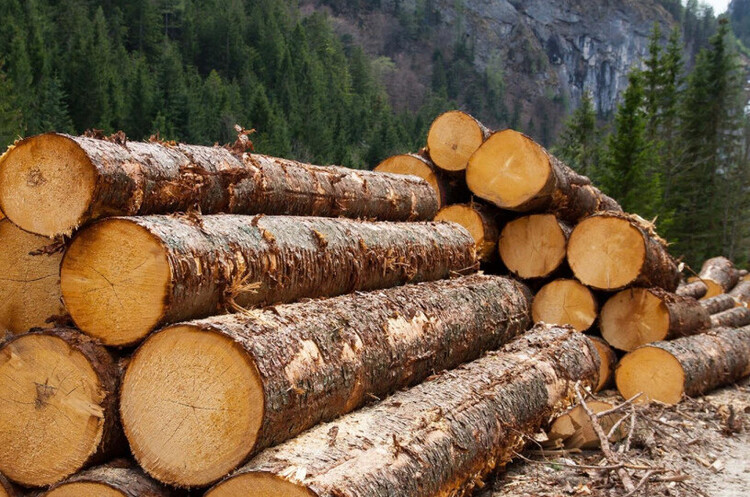 За два роки ринок необробленої деревини вийшов на новий рівень — директор УУБ