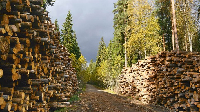 «Ліси України» остаточно закрили цехи з переробки деревини по всій Україні – Болоховець «Ліси України» остаточно закрили цехи з переробки деревини по всій Україні – Болоховець