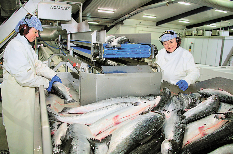 Ілюстративне фото Постачальник морепродуктів проводив через митницю продукцію у 42 рази дешевше за ціну реалізації