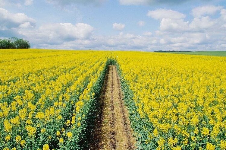 У ЄС зростає попит на український ріпак майбутнього врожаю — ВАР У ЄС зростає попит на український ріпак майбутнього врожаю — ВАР