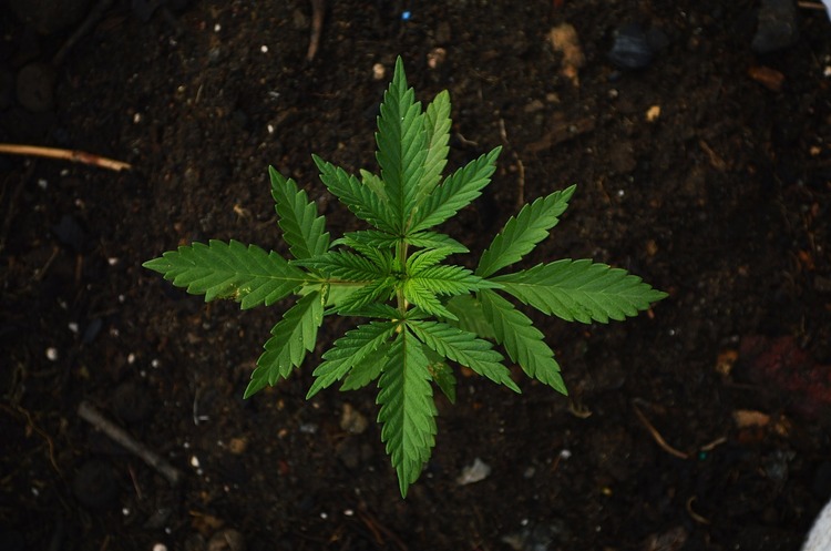 Germany legalised cannabis, but for now it will be possible to buy it only in closed clubs Germany legalised cannabis, but for now it will be possible to buy it only in closed clubs