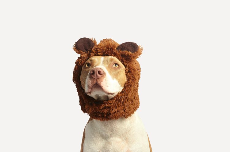 Фото: Рexels Український pet-tech-застосунок Bubibo вийшов на ринки США, Мексики та Канади