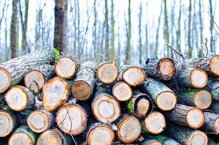Фото: Рexels «Ліси України» виконали 90% угод із купівлі-продажу деревини на біржах