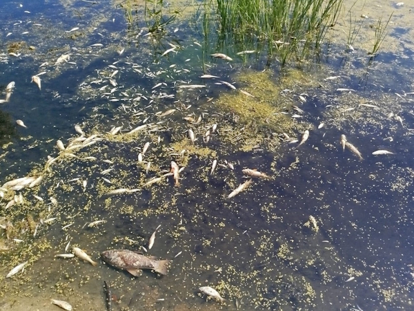 Фото: Держрибагентство Забруднення та мору риби в Десні на Київщині не виявили – КОВА