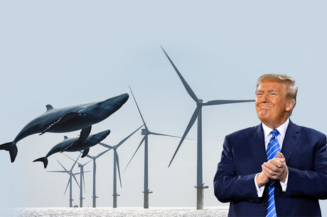 Trump and his crazy whales. Fighting the battle against wind energy for oil and gas companies funds