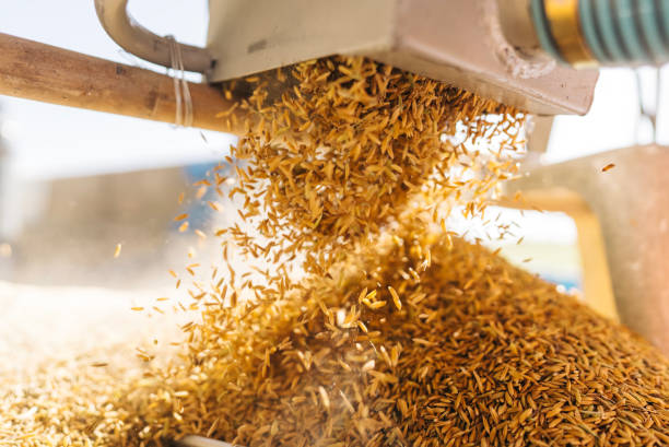 Експорт української аграрної продукції зменшився вдвічі – УКАБ Експорт української аграрної продукції зменшився вдвічі – УКАБ