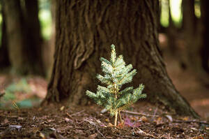 У Раді зробили прогноз щодо мораторія на експорт лісу У Раді зробили прогноз щодо мораторія на експорт лісу