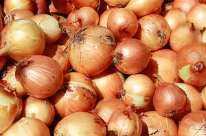 Цибуля в Україні на 40% дешевша, ніж минулого року Цибуля в Україні на 40% дешевша, ніж минулого року