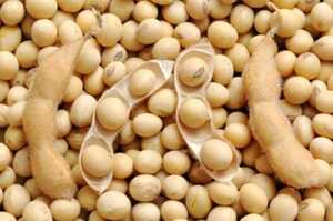 Кабмін посилив контроль за пільговим експортом сої та ріпаку Кабмін посилив контроль за пільговим експортом сої та ріпаку