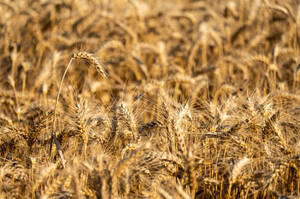 У 2026 році фінансова підтримка агровиробників посилиться – Мінфін У 2026 році фінансова підтримка агровиробників посилиться – Мінфін