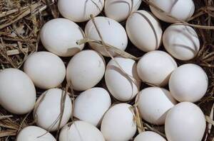 ������ ����� �������� ������ ����: �������� ������������ � ������