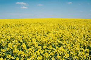 ����� ���� � ������ � 2025 ����: ����� �� ����� � ������������