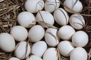 ���� ������ ������������ ���� �� ����� $200 ���: �� ����� ������ �����, ��� 2024 ����