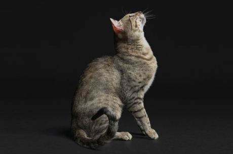 ��������� ����������� ����� ��� ����: ���� ������� �������� ����������?