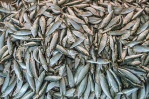 ���������� �������� �� ����� ���� �� ������ ���� ������� ����������� �� �������