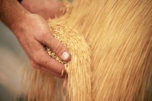 Білорусь та рф причетні до незаконного вивезення агропродукції з окупованих територій України Білорусь та рф причетні до незаконного вивезення агропродукції з окупованих територій України