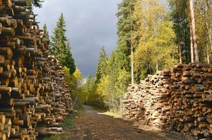 ��������������� ���� �� ������������ ������ �� 31% � ����� ����� �� �˳�� ������