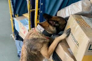 Митниця вилучила наркотики та прекурсори: понад 240 випадків за два місяці Митниця вилучила наркотики та прекурсори: понад 240 випадків за два місяці