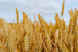 Ціни на українську пшеницю зросли до максимуму з серпня через війну на Близькому Сході Ціни на українську пшеницю зросли до максимуму з серпня через війну на Близькому Сході