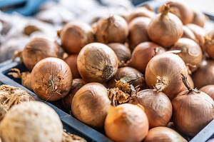 В Україні дешевшає ріпчаста цибуля: ціни впали майже на 20% за тиждень В Україні дешевшає ріпчаста цибуля: ціни впали майже на 20% за тиждень