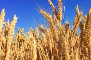 Україна експортувала майже 10 млн тонн пшениці, але темпи впали на 25% – УКАБ Україна експортувала майже 10 млн тонн пшениці, але темпи впали на 25% – УКАБ