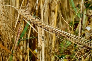 Перехід на стандарти ЄС може коштувати українському агросектору $2 млрд щорічно Перехід на стандарти ЄС може коштувати українському агросектору $2 млрд щорічно