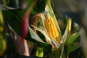 Кукурудза дешевшає: ціни в українських портах почали знижуватися Кукурудза дешевшає: ціни в українських портах почали знижуватися
