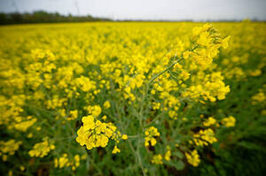Прокуратура через суд вимагає повернути державі землі в зоні Чорнобиля Прокуратура через суд вимагає повернути державі землі в зоні Чорнобиля
