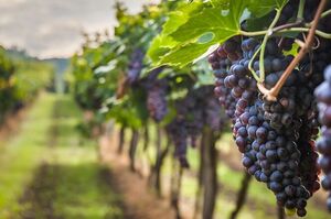 ���� ������� ��������� ������� ��� �����������: �� ����� ����������� �15187