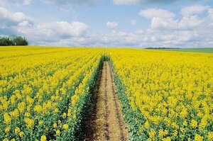 Ціни попиту на ріпак в українських портах не виходять за межі 590–600 $/т Ціни попиту на ріпак в українських портах не виходять за межі 590–600 $/т