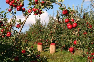 Україна переходить на правила ЄС для органічних продуктів: кого торкнуться нові вимоги Україна переходить на правила ЄС для органічних продуктів: кого торкнуться нові вимоги