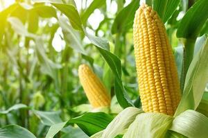На Одещині побудують завод із глибокої переробки кукурудзи, який перероблятиме 600 тонн за добу На Одещині побудують завод із глибокої переробки кукурудзи, який перероблятиме 600 тонн за добу