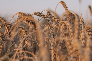 Україні загрожує рекордний надлишок зерна: аграрії сперечаються через пріоритет олійних в експорті Україні загрожує рекордний надлишок зерна: аграрії сперечаються через пріоритет олійних в експорті