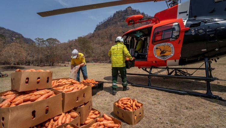 В Австралії з вертольотів скидають тисячі кілограм овочів, щоб нагодувати тварин після пожеж