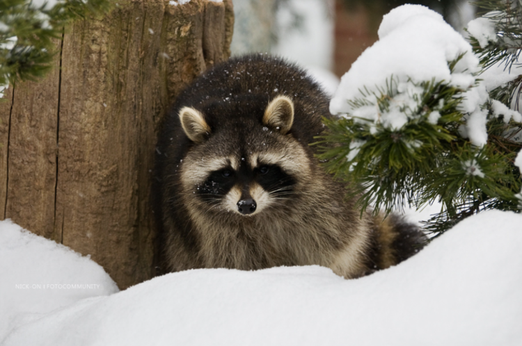 ���� ������ ������ � ������: ����, ������ �� ����� ��� ������� �������